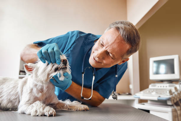 Best Emergency Broken Tooth Repair in Bridgeport, OH